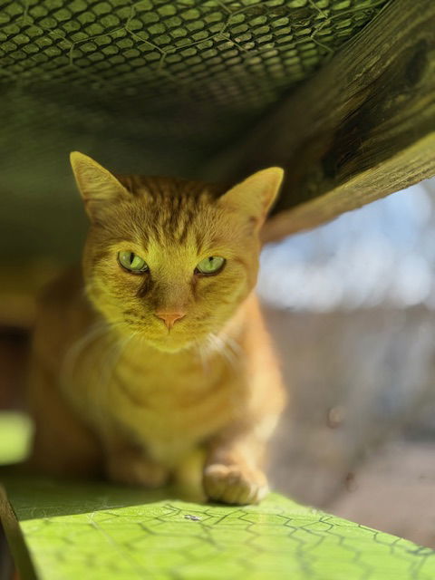 Purrcy