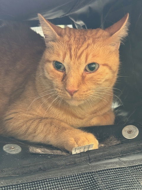 Purrcy