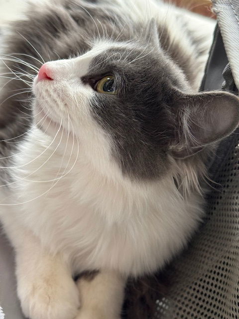 Owen