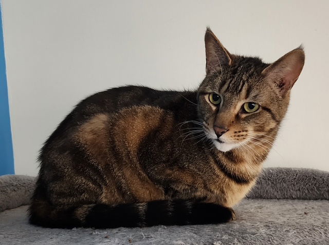 Milo
