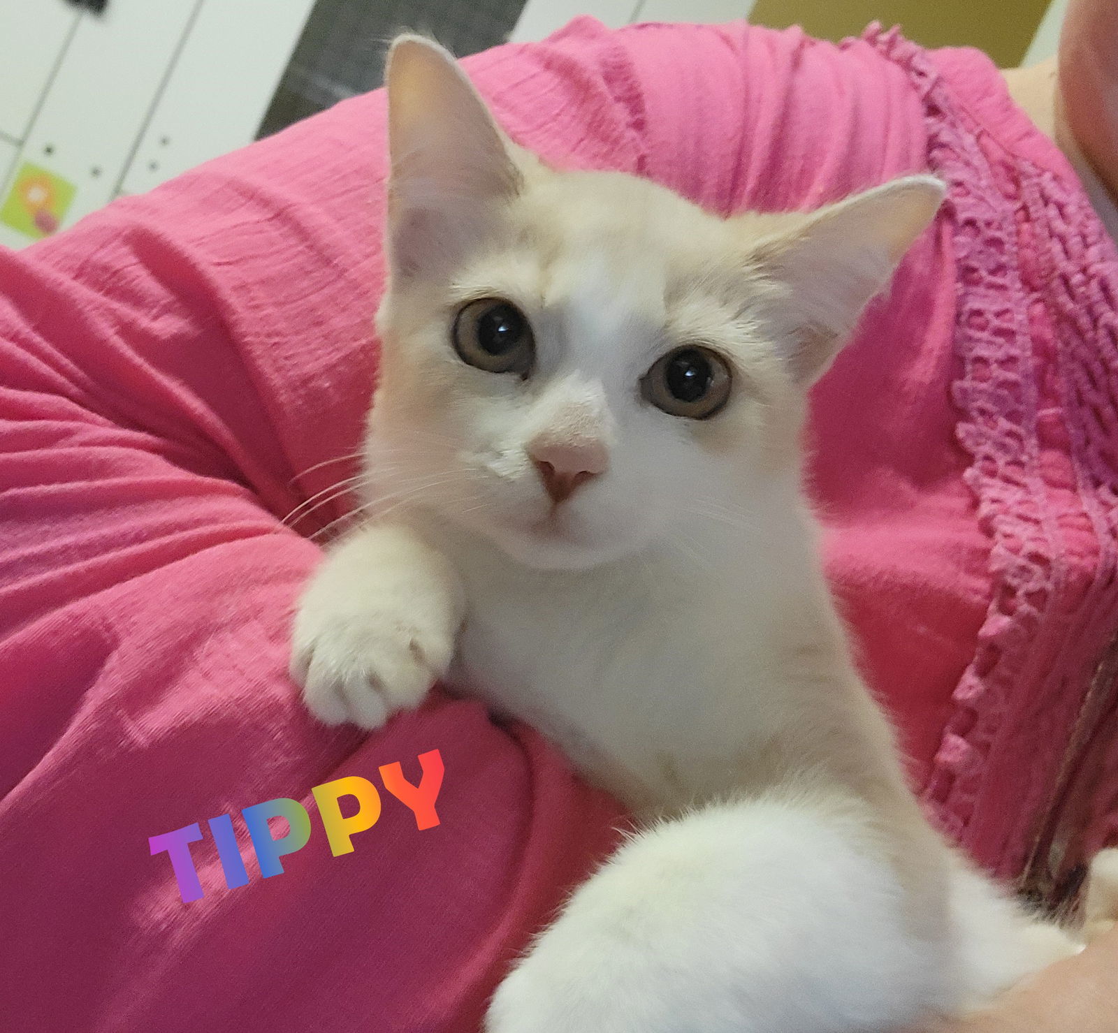Tippy #tunnel-whiz