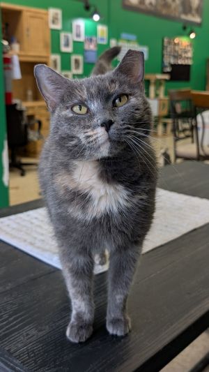 DeeDee, Adult Female unknown