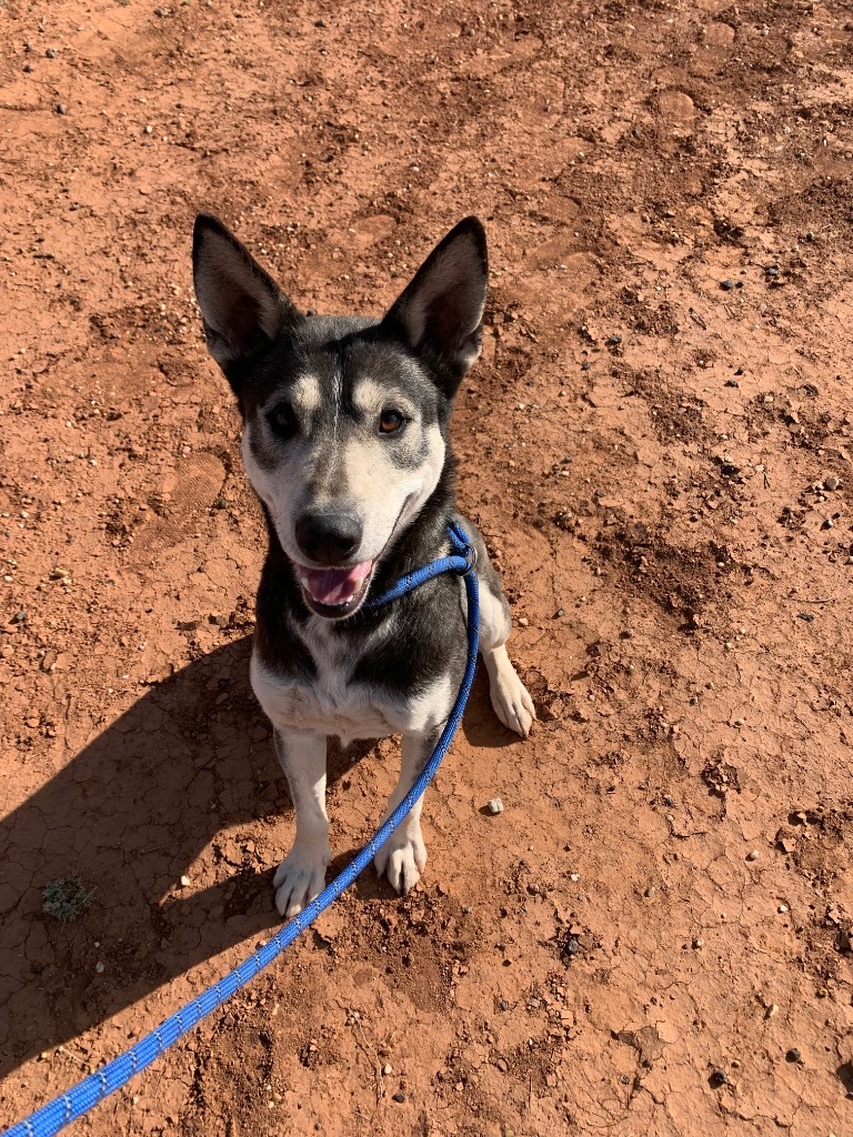 Roger, an adoptable Husky, Mixed Breed in Tucumcari, NM, 88401 | Photo Image 1