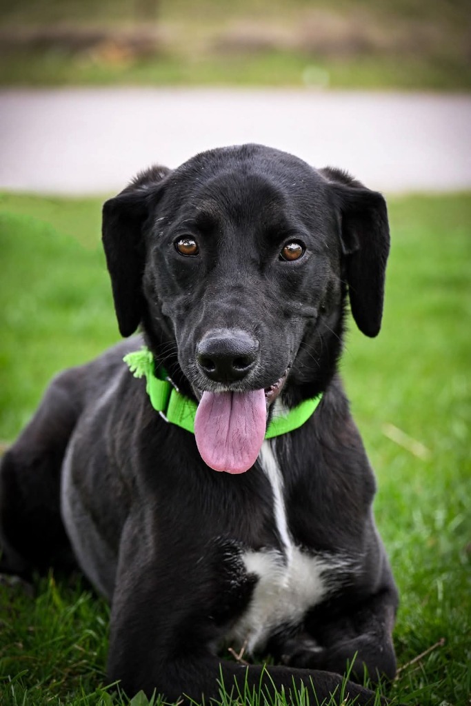 Terra Black Lab
