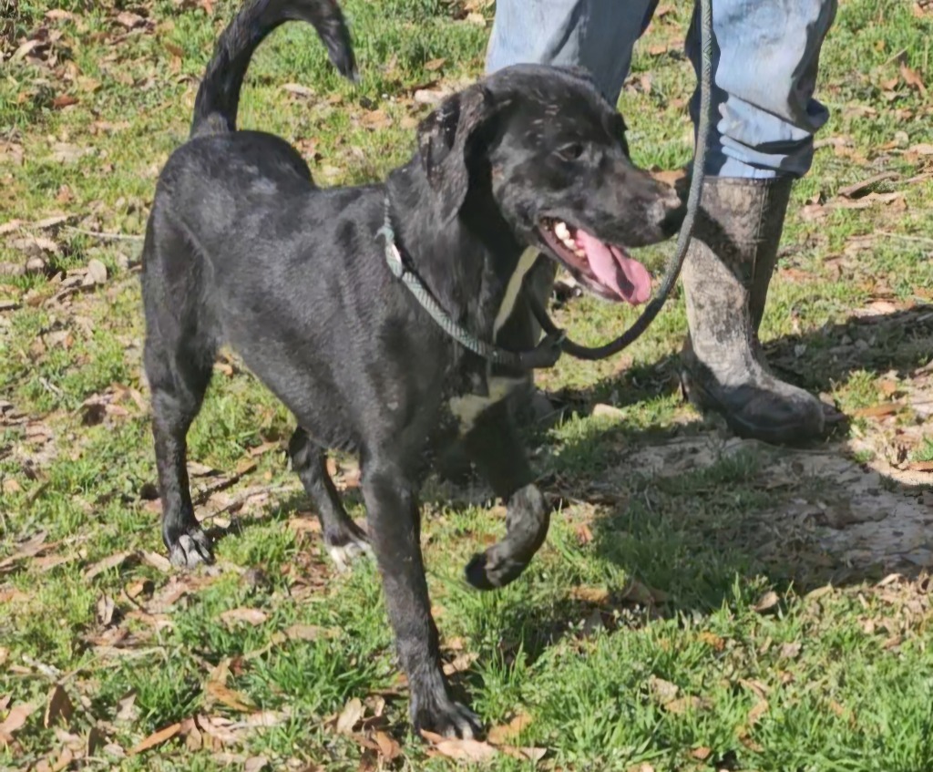 Terra Black Lab