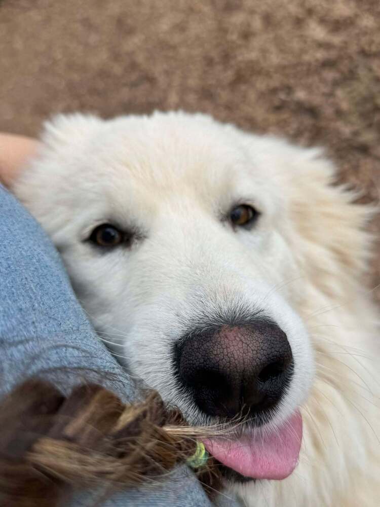 Daisy (AL)
