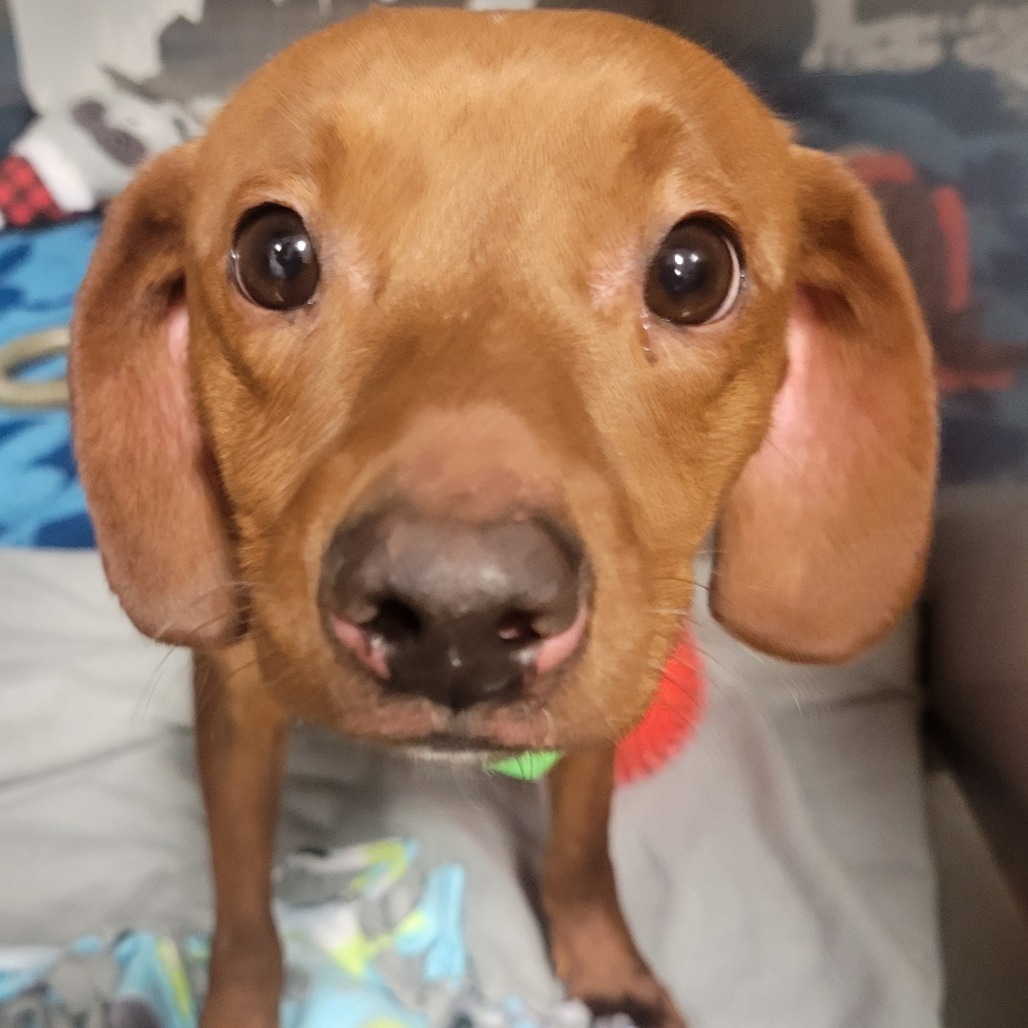 Johnny, an adoptable Mixed Breed in Bismarck, ND, 58507 | Photo Image 2
