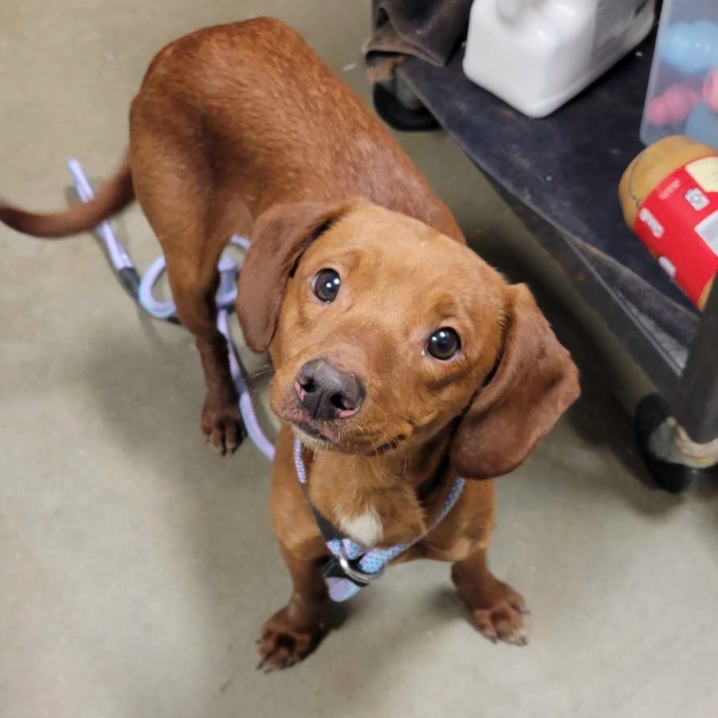 Johnny, an adoptable Mixed Breed in Bismarck, ND, 58507 | Photo Image 3