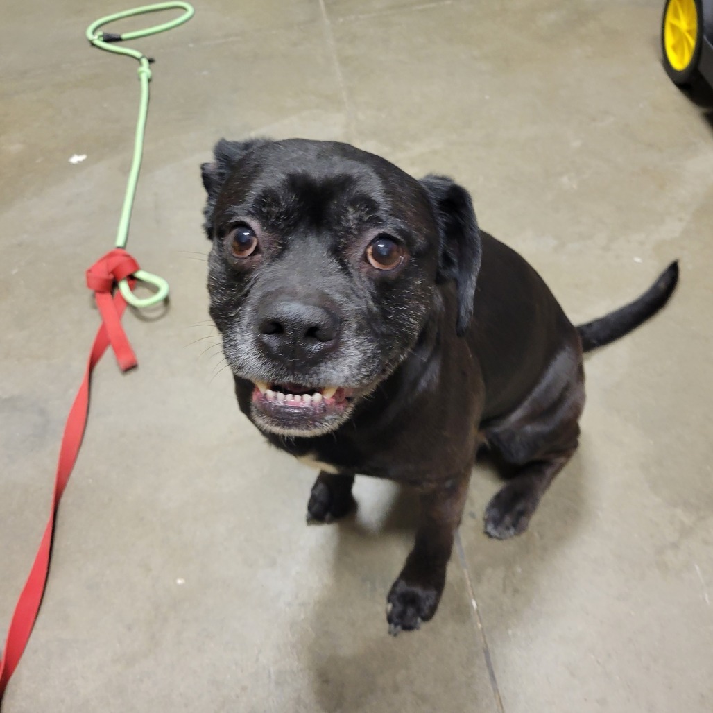 Bernard "Bernie", an adoptable Mixed Breed in Bismarck, ND, 58507 | Photo Image 1