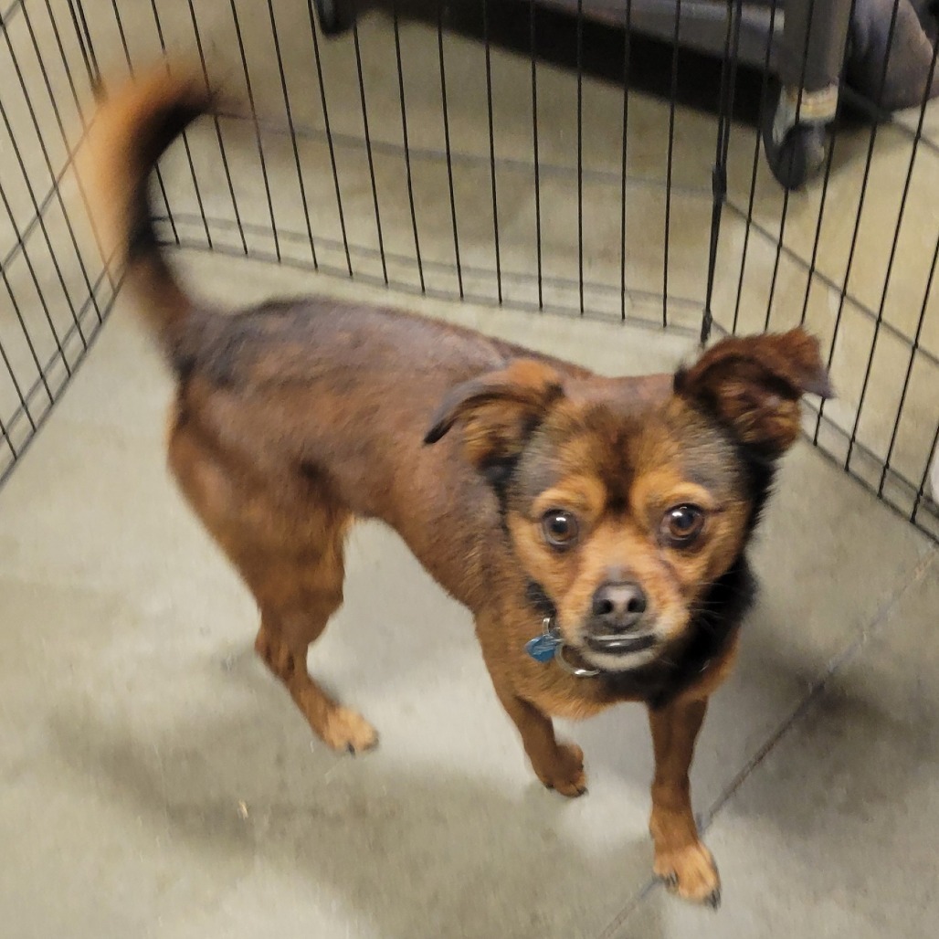Yogi, an adoptable Pug, Chihuahua in Bismarck, ND, 58507 | Photo Image 1