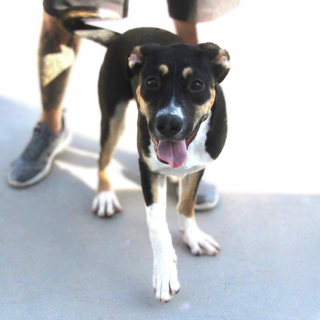 Oceana, an adoptable Mixed Breed in Las Cruces, NM, 88012 | Photo Image 1