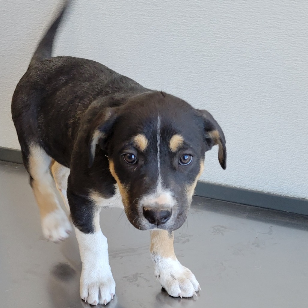 Oceana, an adoptable Mixed Breed in Las Cruces, NM, 88012 | Photo Image 3