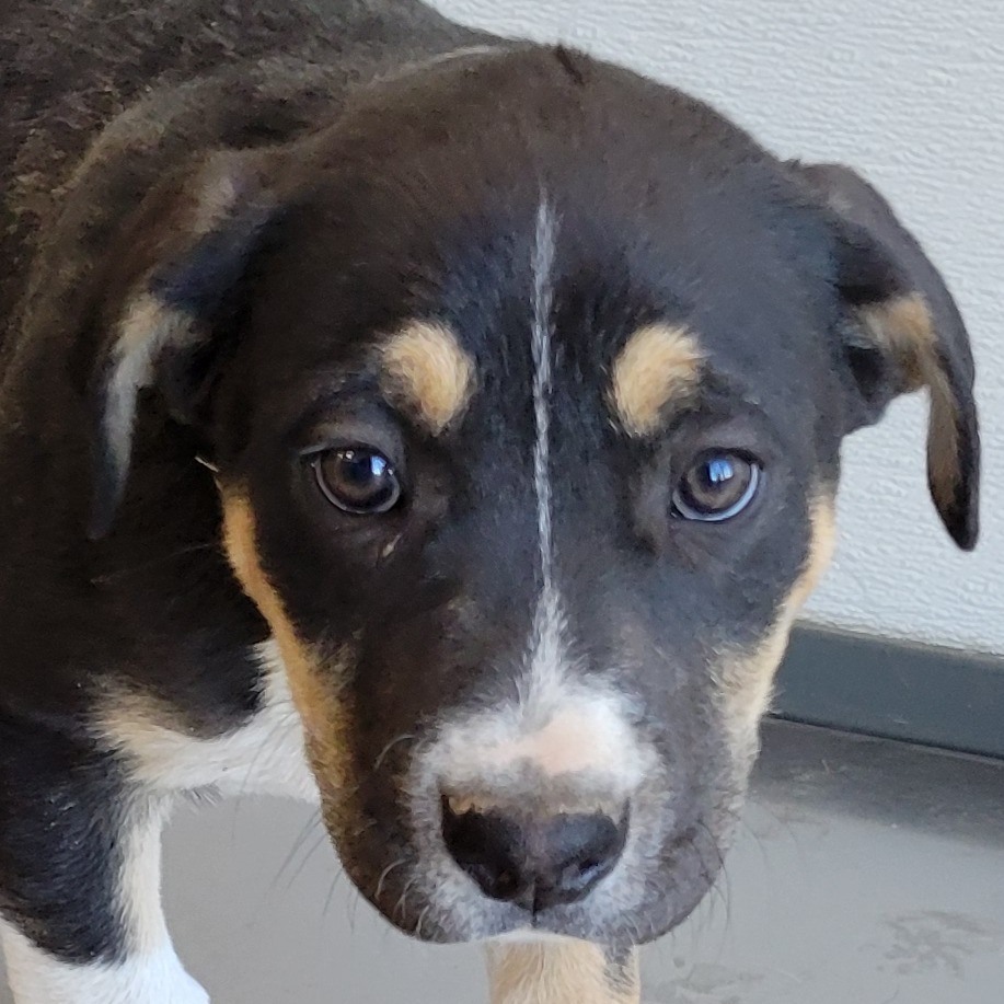 Oceana, an adoptable Mixed Breed in Las Cruces, NM, 88012 | Photo Image 4