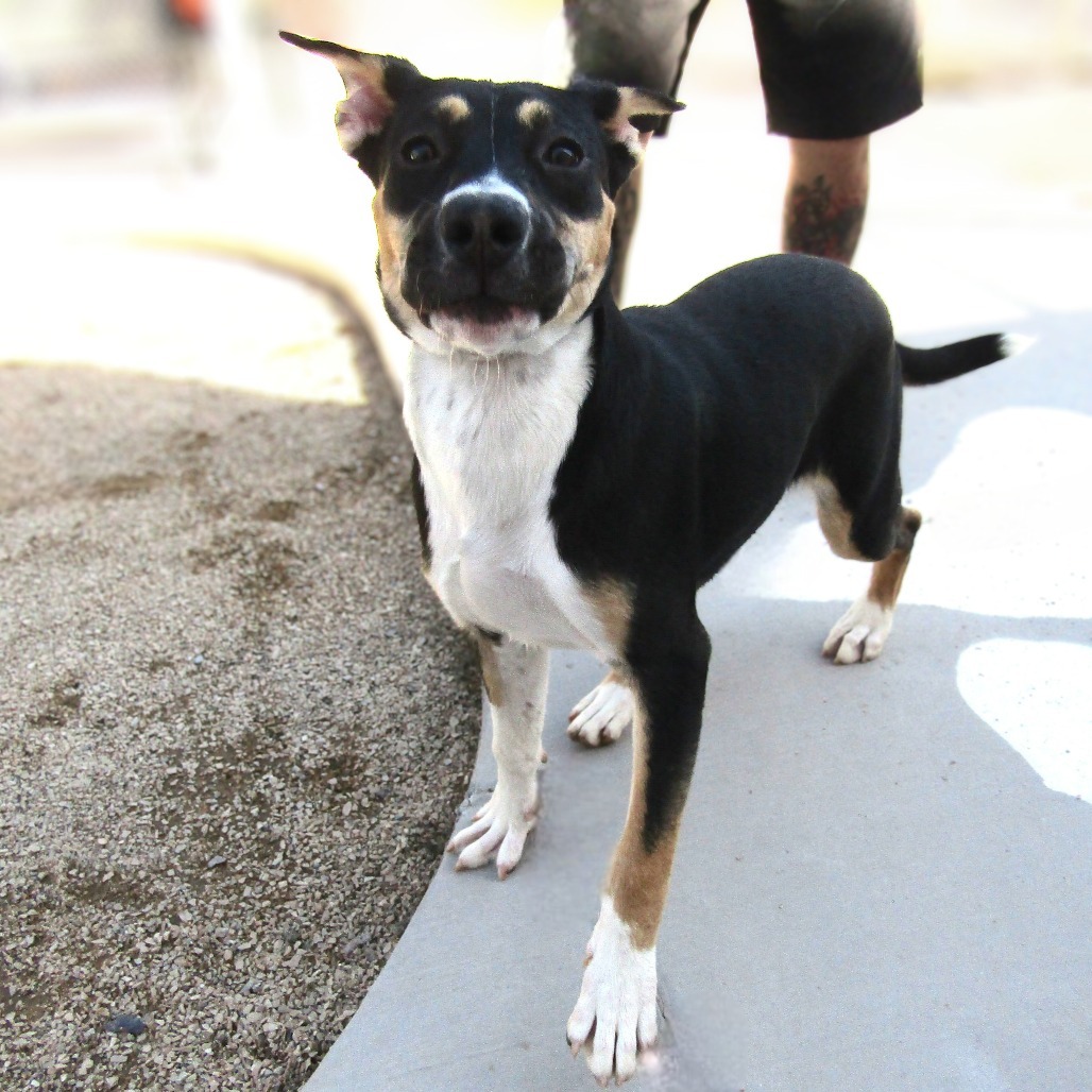 Oceana, an adoptable Mixed Breed in Las Cruces, NM, 88012 | Photo Image 5