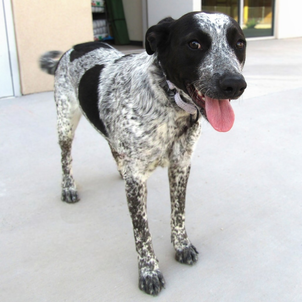 Lluvia, an adoptable Mixed Breed in Las Cruces, NM, 88012 | Photo Image 1
