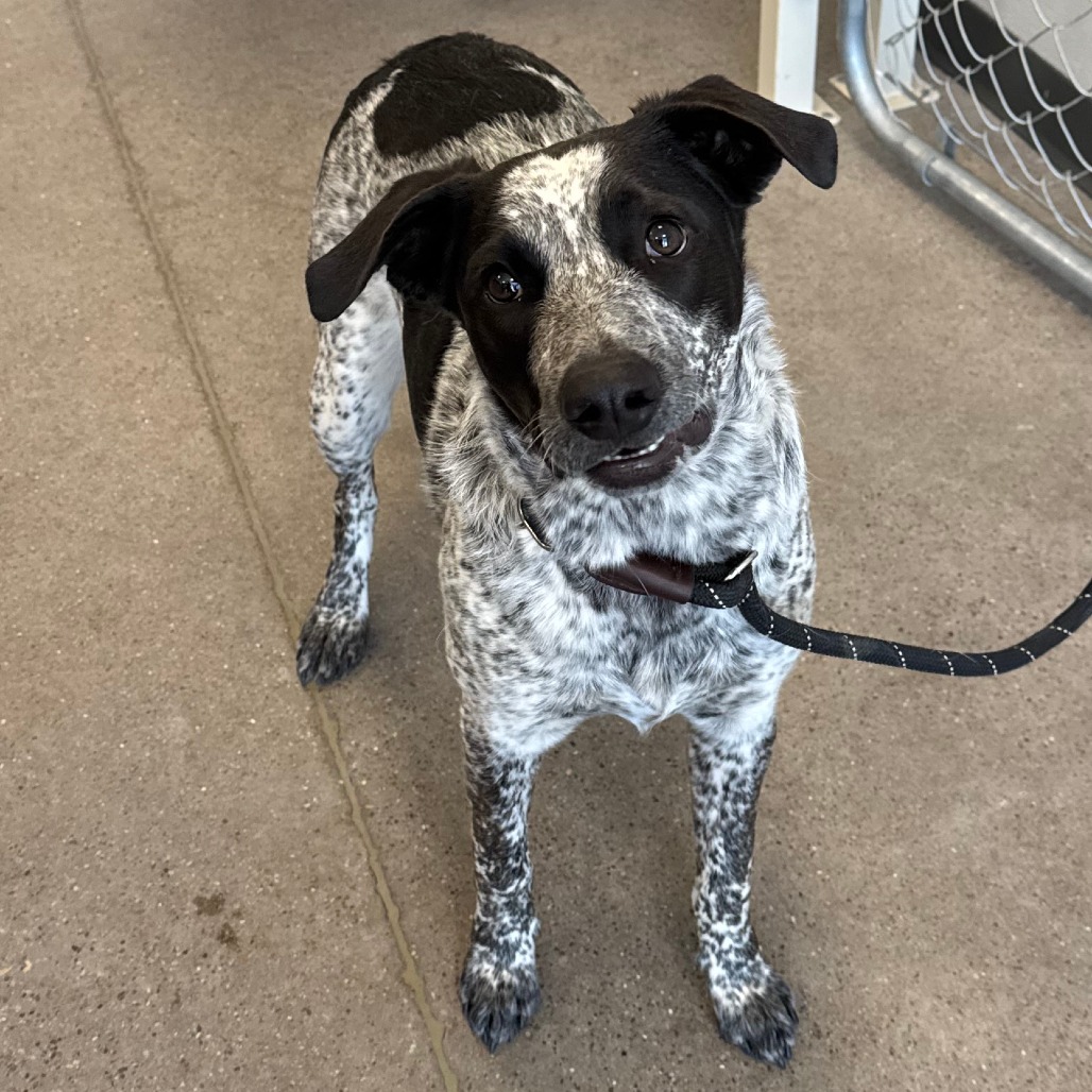 Lluvia, an adoptable Mixed Breed in Las Cruces, NM, 88012 | Photo Image 2
