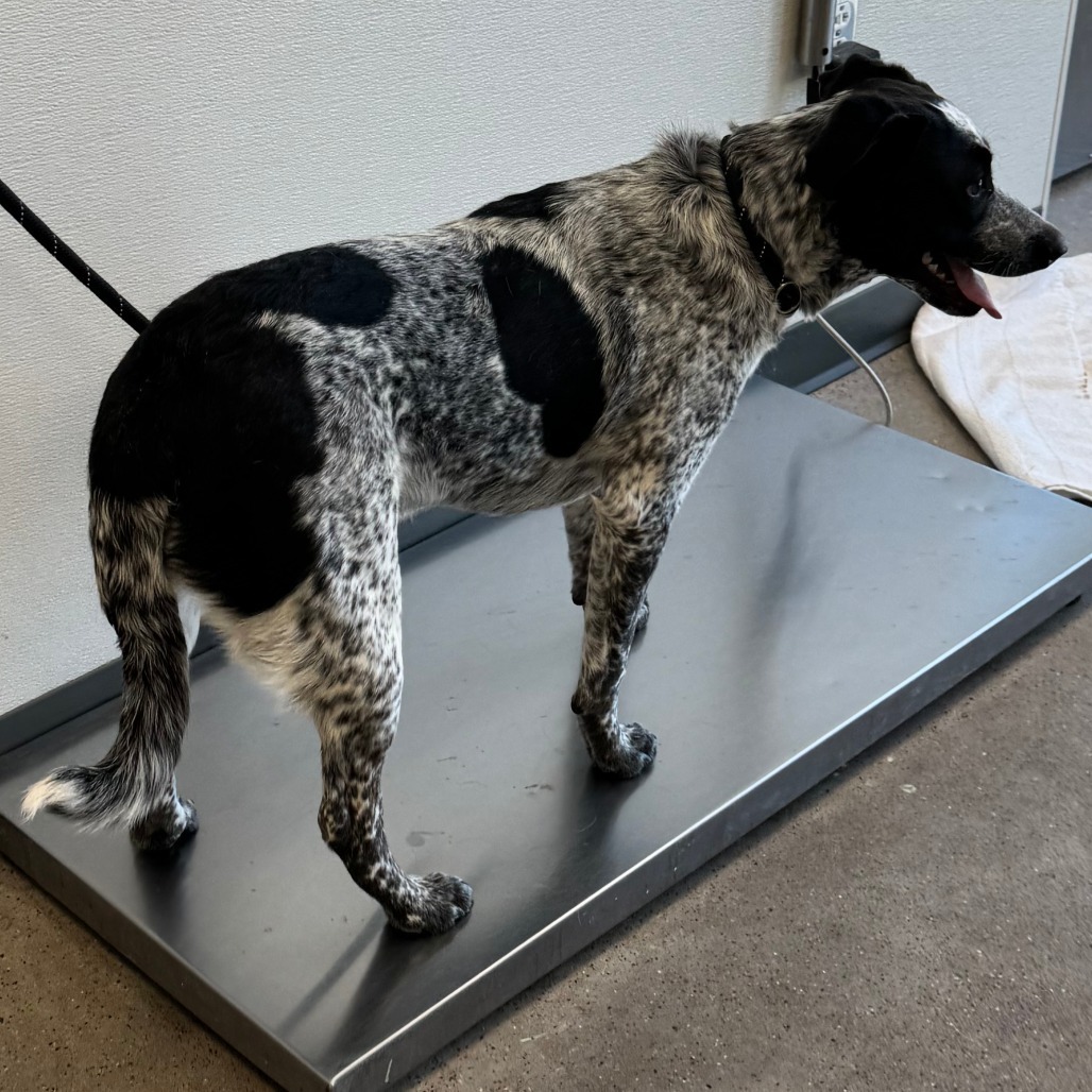 Lluvia, an adoptable Mixed Breed in Las Cruces, NM, 88012 | Photo Image 3