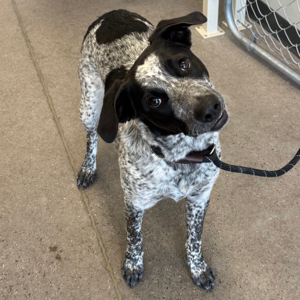 Lluvia, an adoptable Mixed Breed in Las Cruces, NM, 88012 | Photo Image 4