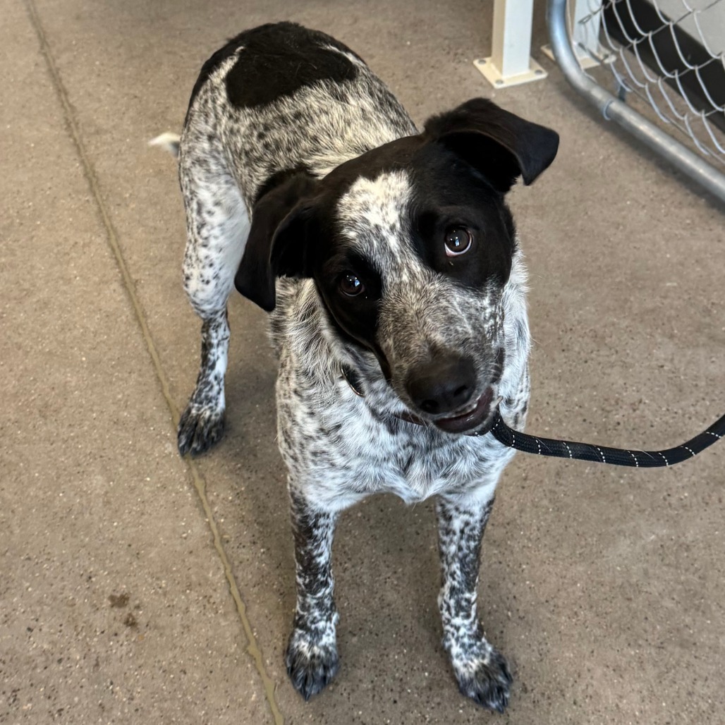 Lluvia, an adoptable Mixed Breed in Las Cruces, NM, 88012 | Photo Image 5