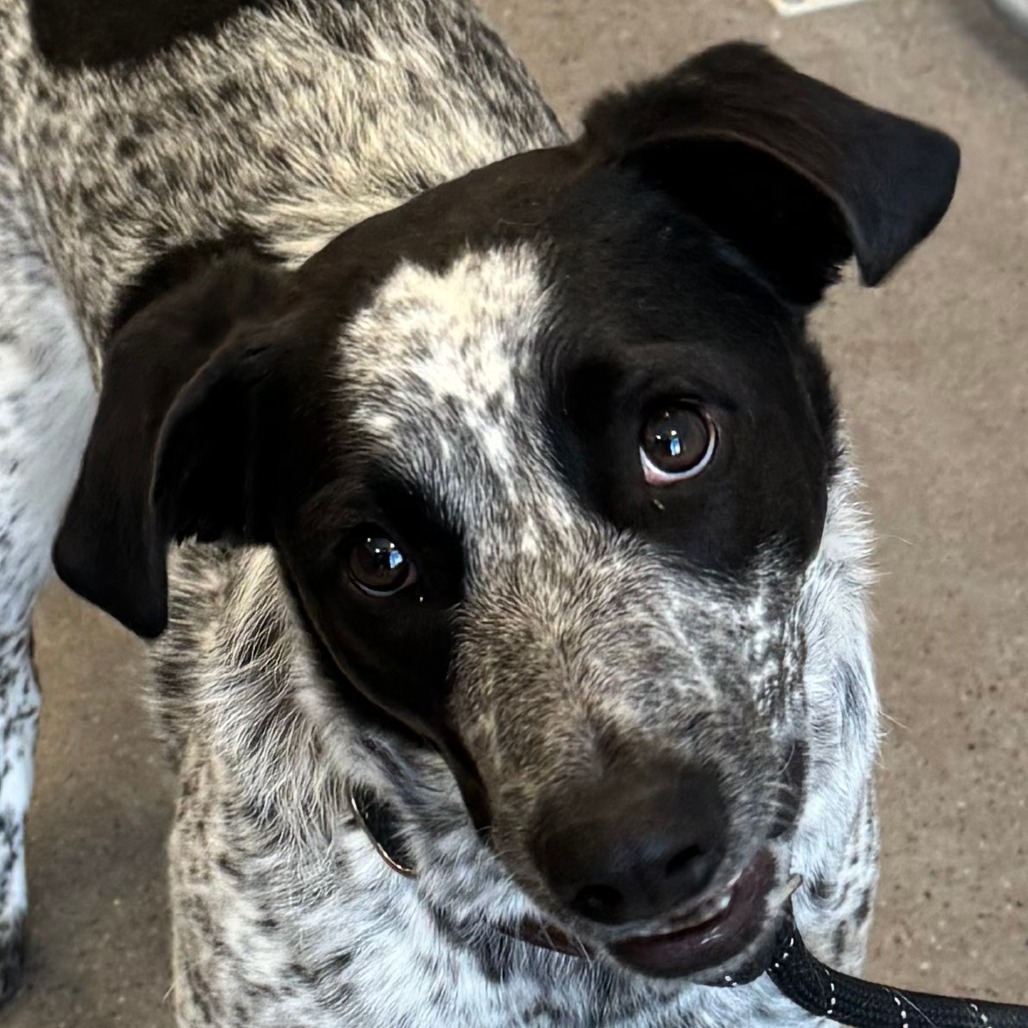 Lluvia, an adoptable Mixed Breed in Las Cruces, NM, 88012 | Photo Image 6