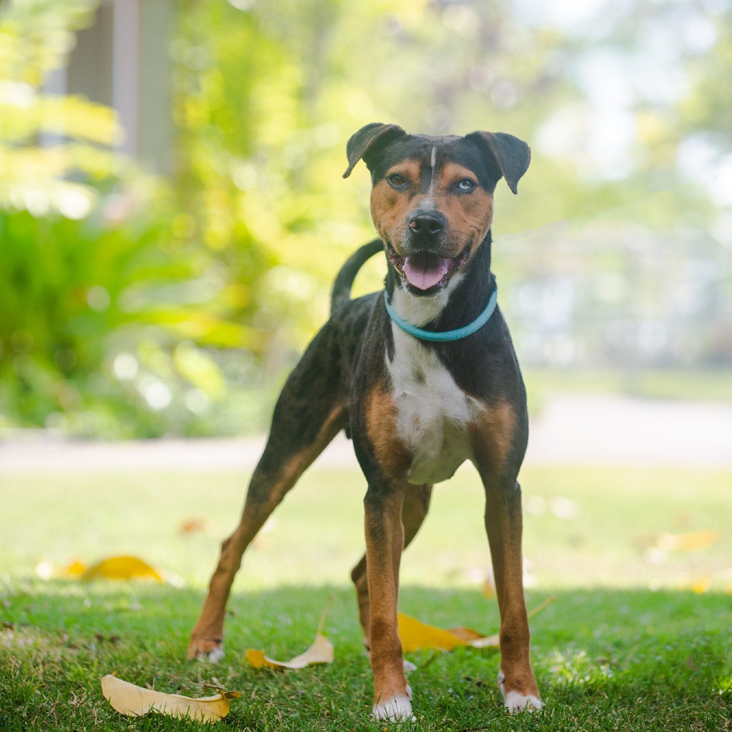 Logan, an adoptable Mixed Breed in Kailua Kona, HI, 96740 | Photo Image 1