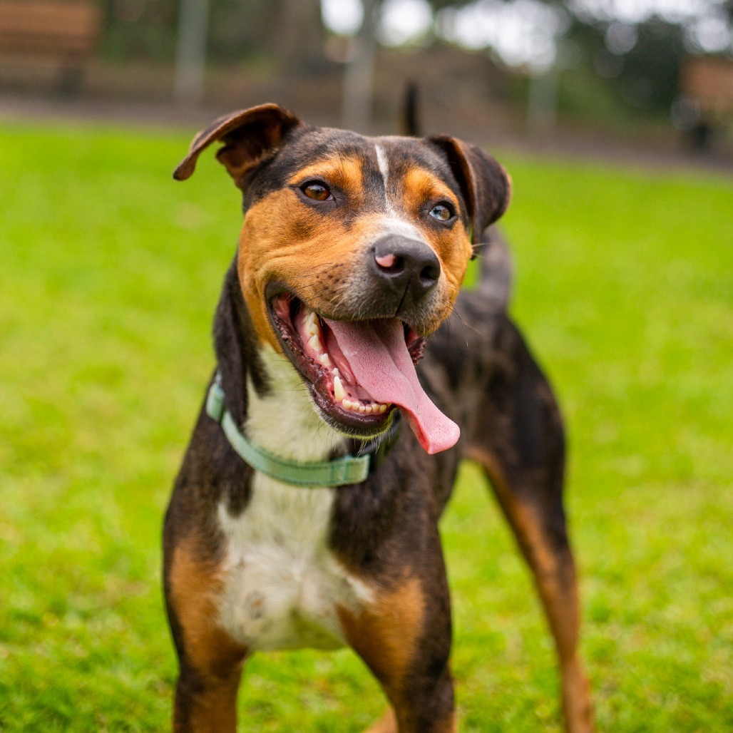 Logan, an adoptable Mixed Breed in Kailua Kona, HI, 96740 | Photo Image 1