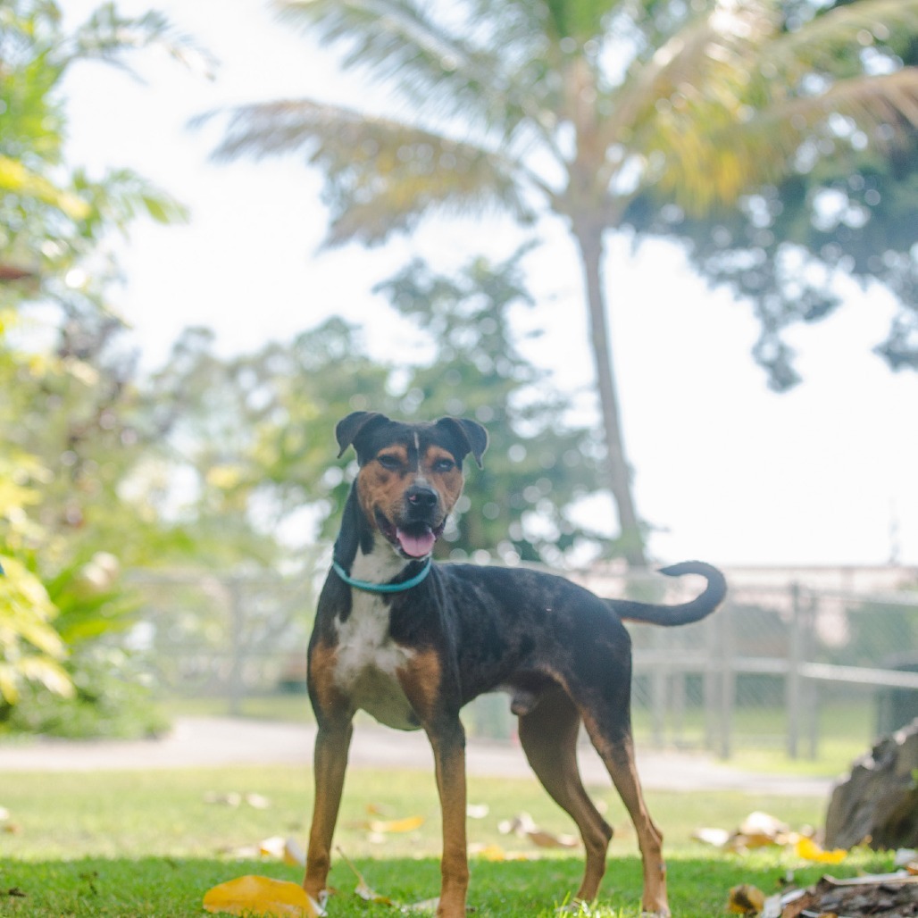 Logan, an adoptable Mixed Breed in Kailua Kona, HI, 96740 | Photo Image 2