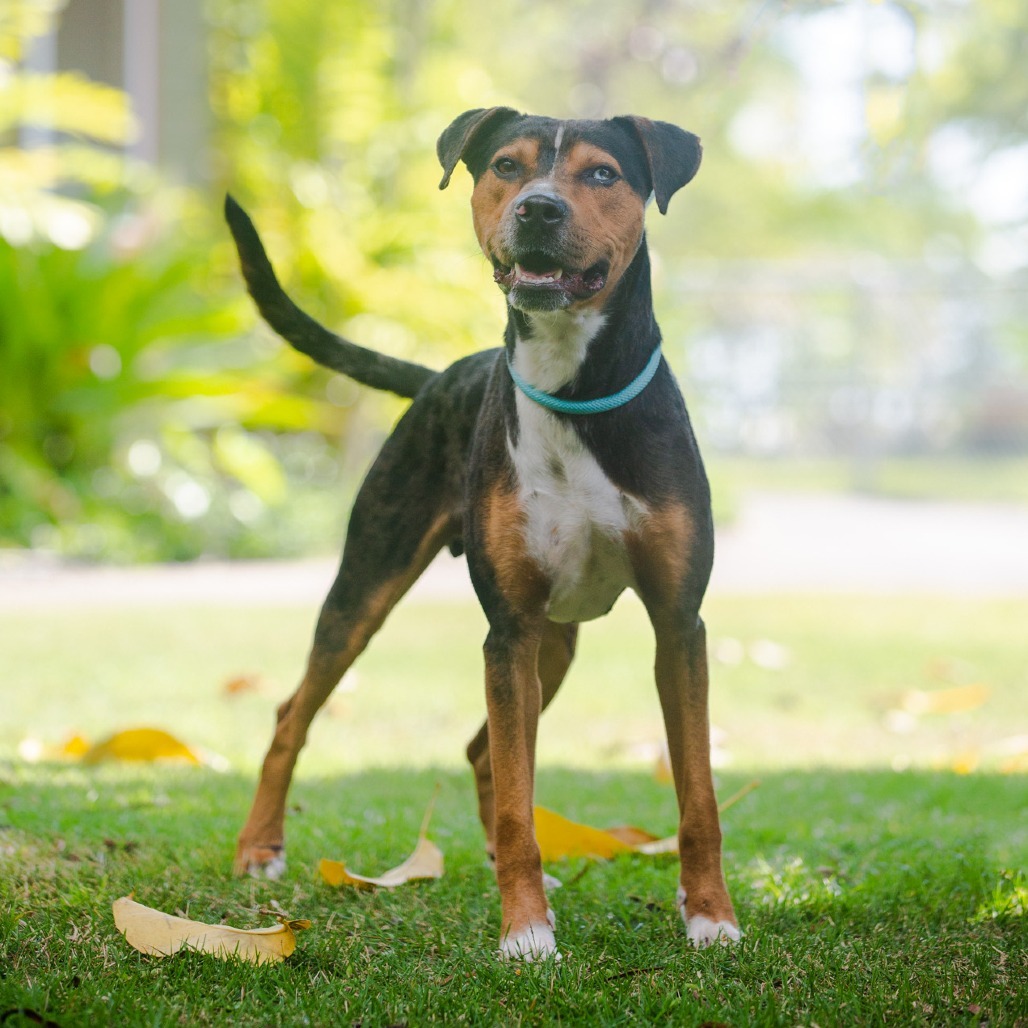 Logan, an adoptable Mixed Breed in Kailua Kona, HI, 96740 | Photo Image 3