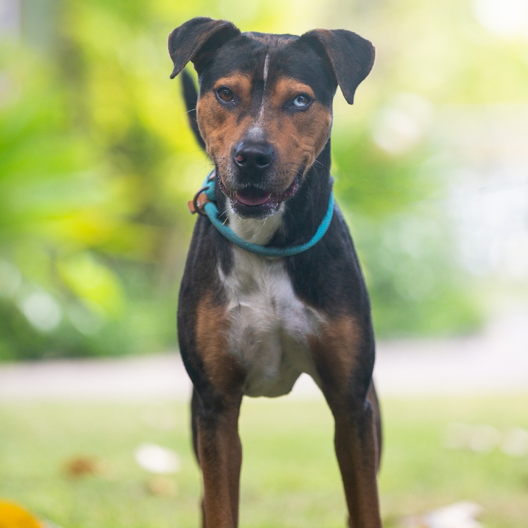 Logan, an adoptable Mixed Breed in Kailua Kona, HI, 96740 | Photo Image 4