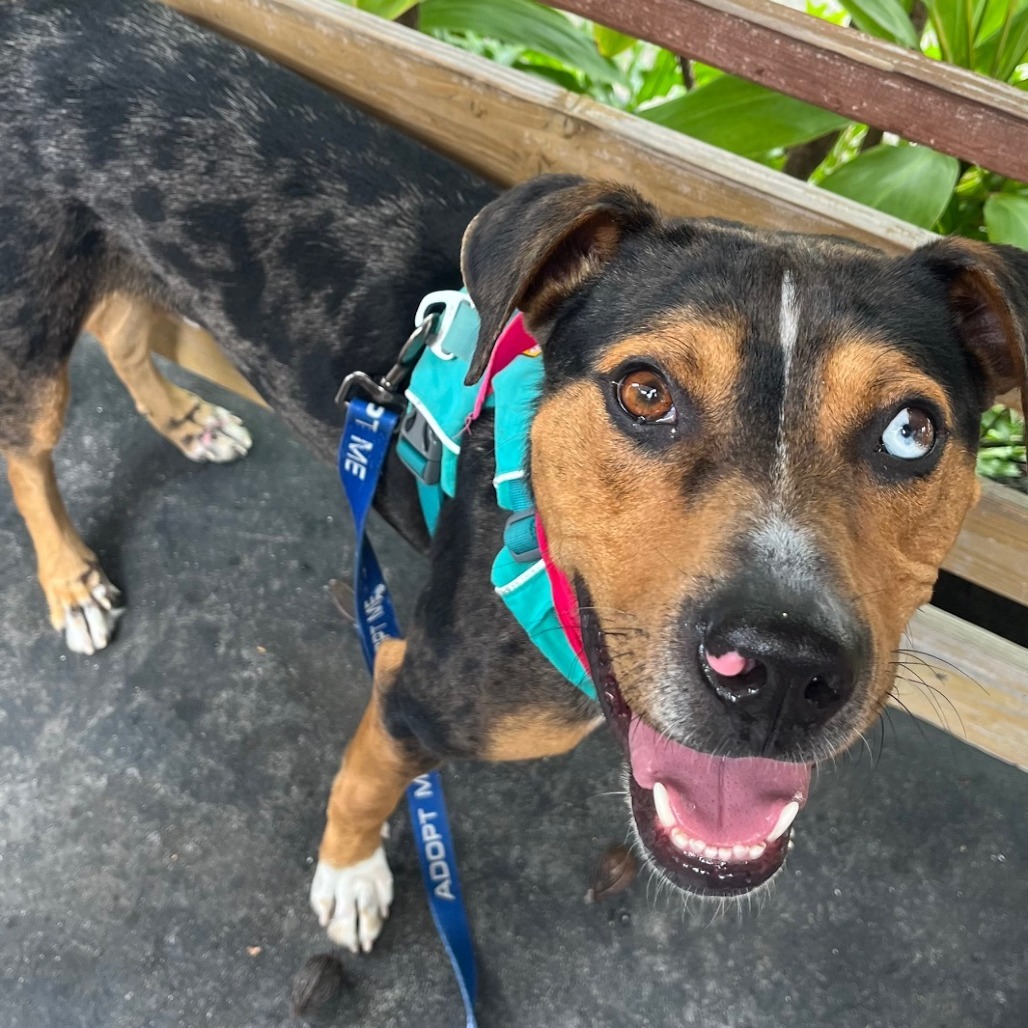 Logan, an adoptable Mixed Breed in Kailua Kona, HI, 96740 | Photo Image 5