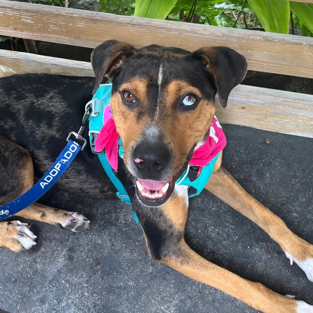 Logan, an adoptable Mixed Breed in Kailua Kona, HI, 96740 | Photo Image 6