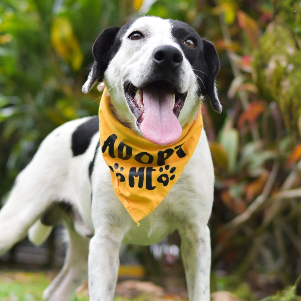 Moo, an adoptable Mixed Breed in Kailua Kona, HI, 96740 | Photo Image 1