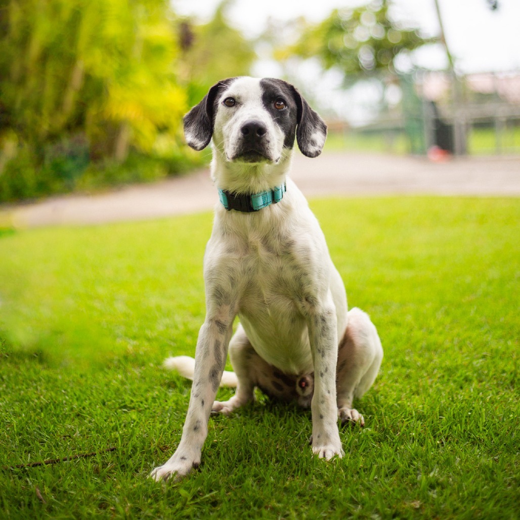 Moo, an adoptable Mixed Breed in Kailua Kona, HI, 96740 | Photo Image 1
