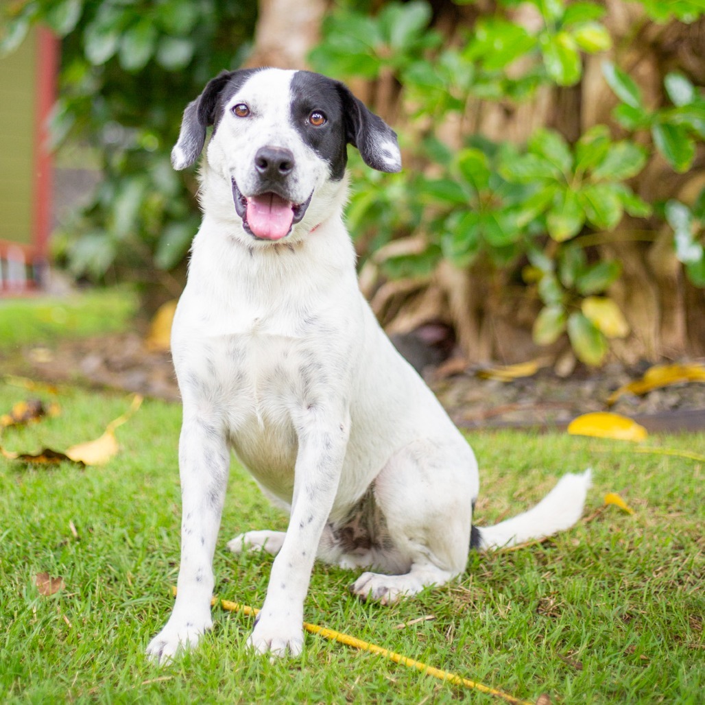 Moo, an adoptable Mixed Breed in Kailua Kona, HI, 96740 | Photo Image 1