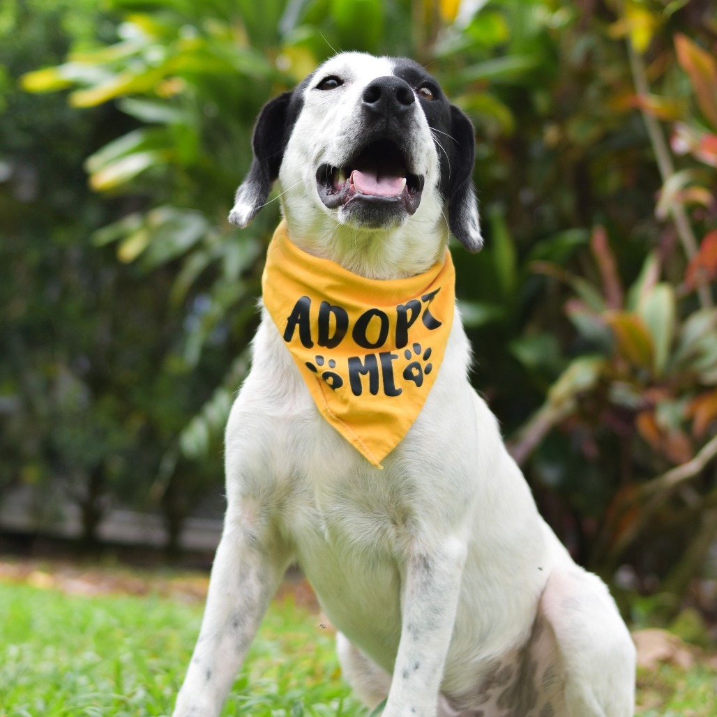 Moo, an adoptable Mixed Breed in Kailua Kona, HI, 96740 | Photo Image 2