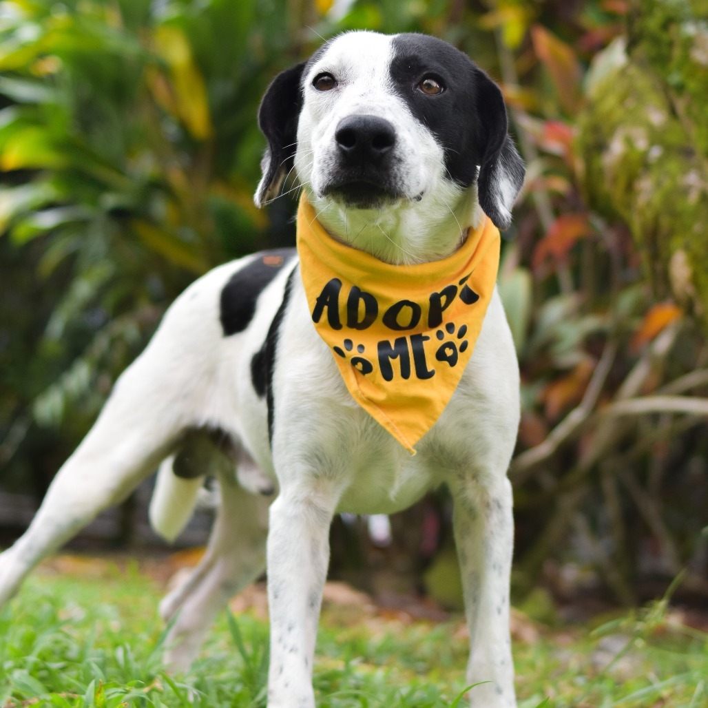 Moo, an adoptable Mixed Breed in Kailua Kona, HI, 96740 | Photo Image 3