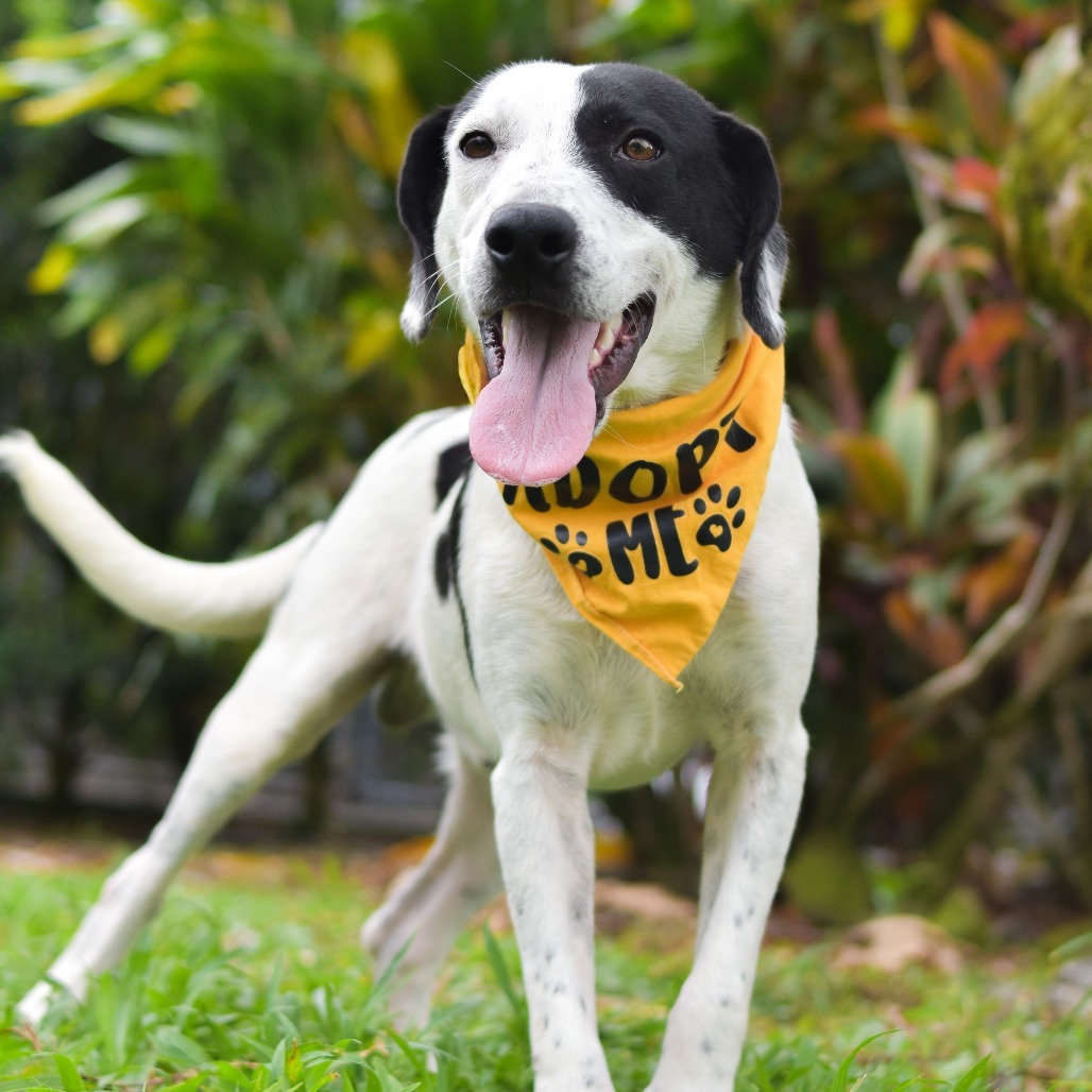 Moo, an adoptable Mixed Breed in Kailua Kona, HI, 96740 | Photo Image 4