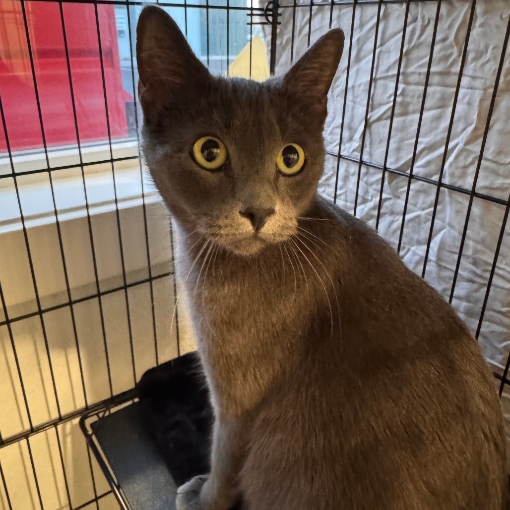 Anya, an adoptable Domestic Short Hair in Talent, OR, 97540 | Photo Image 1
