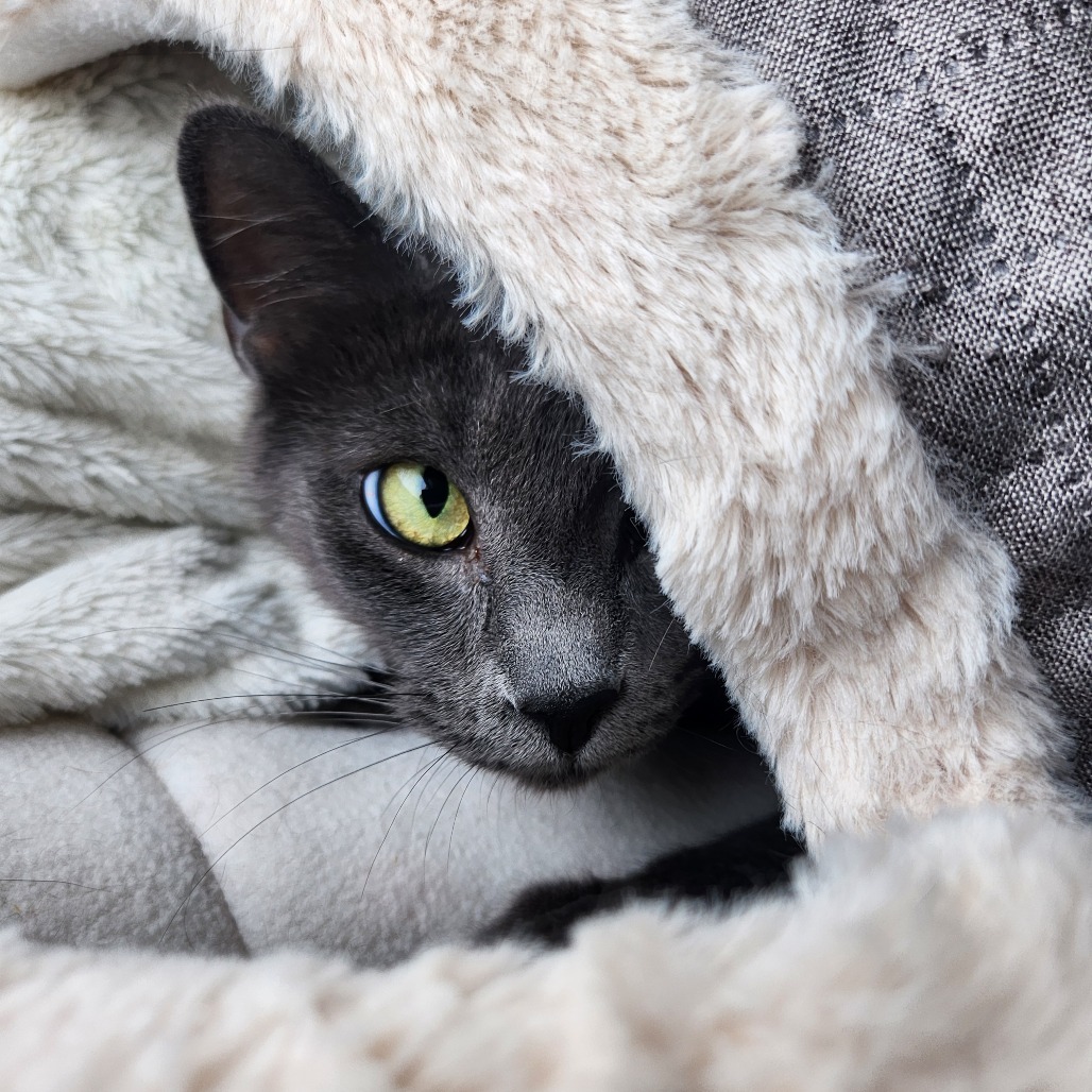 Anya, an adoptable Domestic Short Hair in Talent, OR, 97540 | Photo Image 2