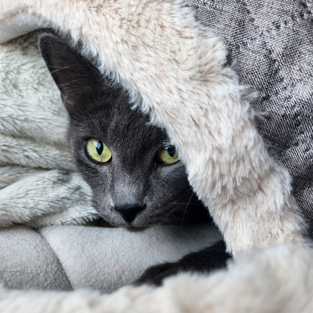 Anya, an adoptable Domestic Short Hair in Talent, OR, 97540 | Photo Image 3