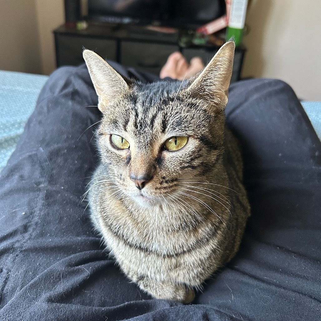 Biscuit, an adoptable Domestic Short Hair in Talent, OR, 97540 | Photo Image 1