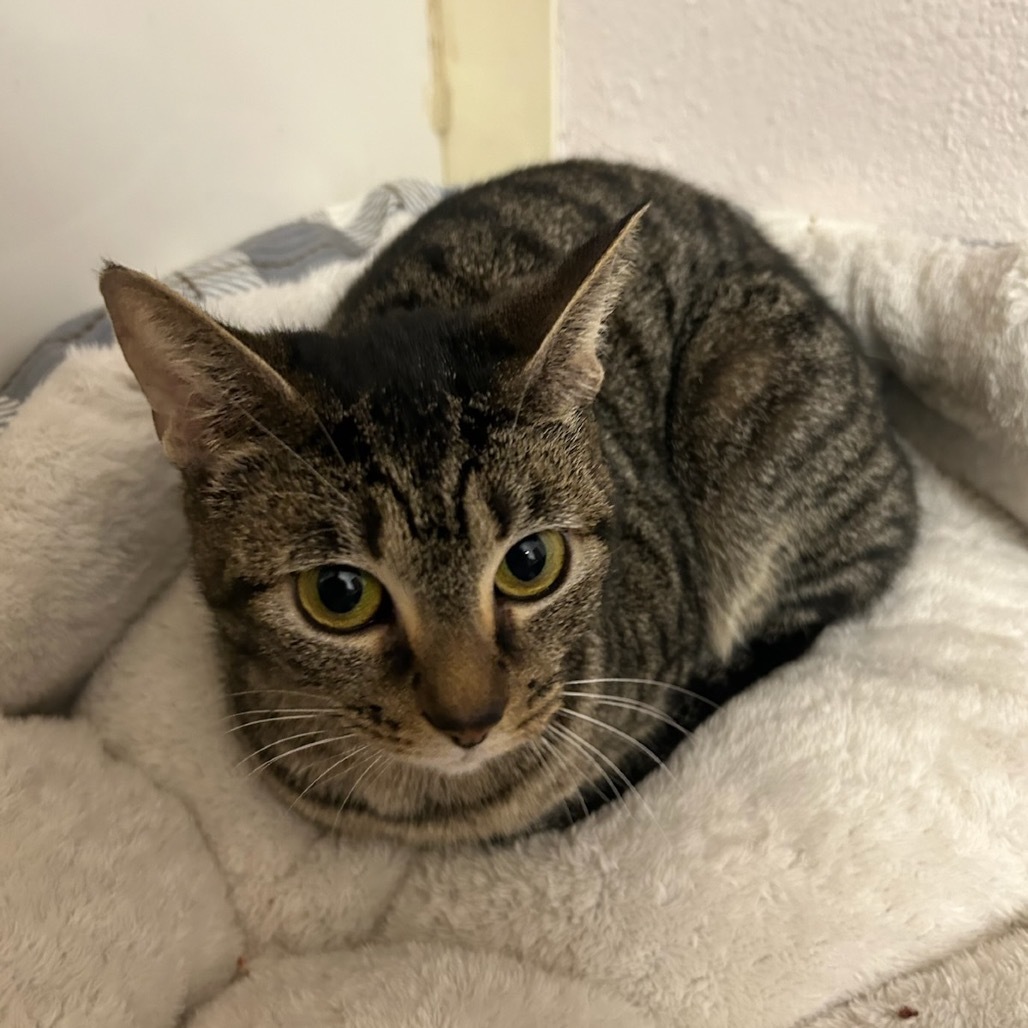Biscuit, an adoptable Domestic Short Hair in Talent, OR, 97540 | Photo Image 2