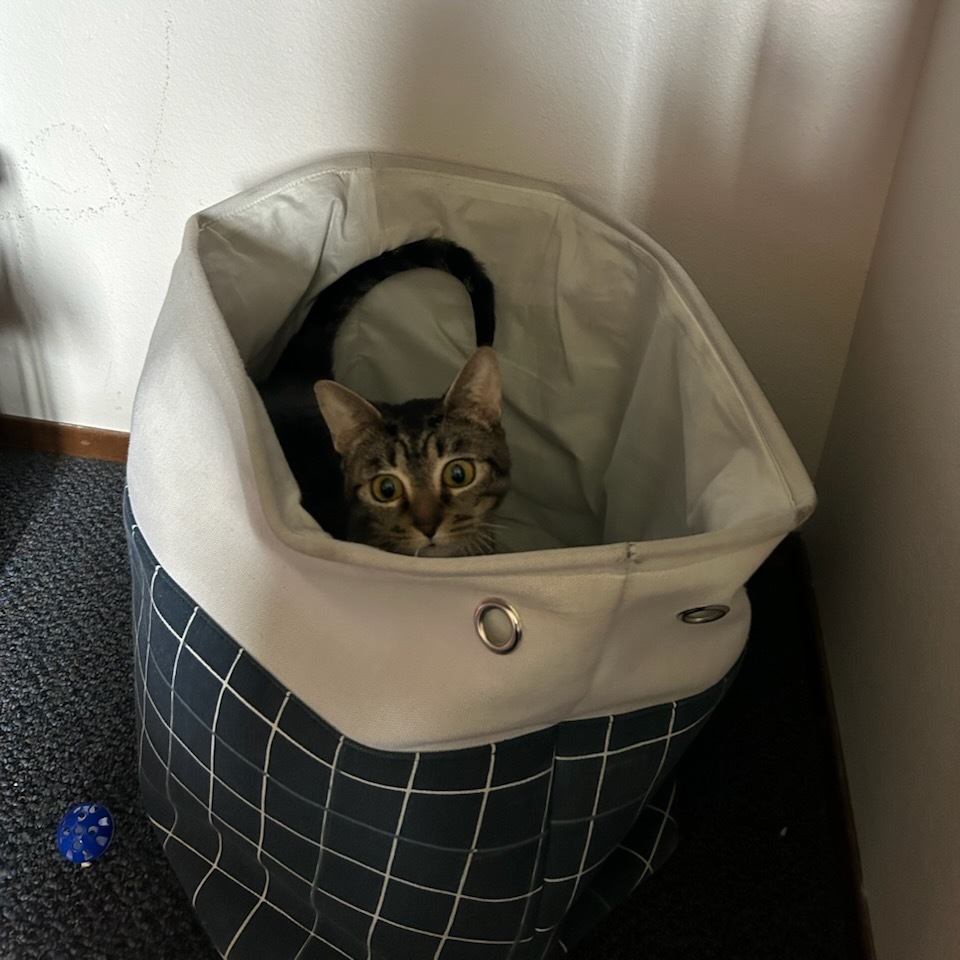 Biscuit, an adoptable Domestic Short Hair in Talent, OR, 97540 | Photo Image 3