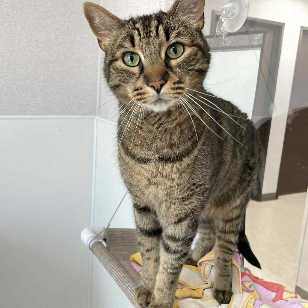 Foosball, an adoptable Domestic Short Hair in St. Helena, CA, 94574 | Photo Image 1