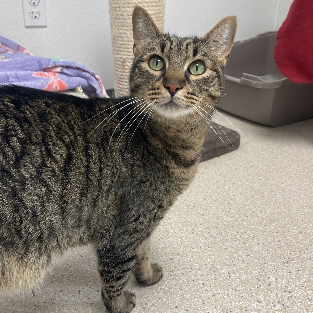 Foosball, an adoptable Domestic Short Hair in St. Helena, CA, 94574 | Photo Image 2