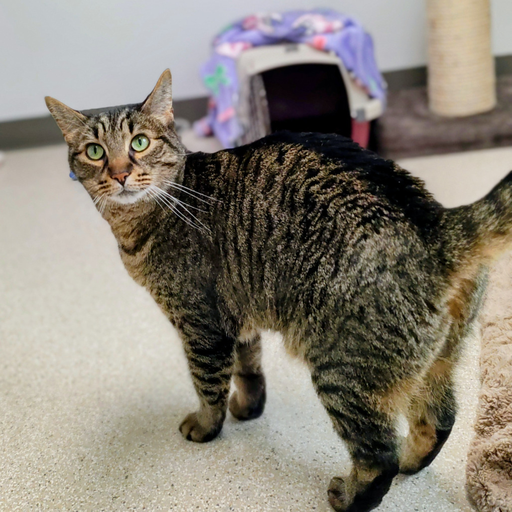 Foosball, an adoptable Domestic Short Hair in St. Helena, CA, 94574 | Photo Image 3