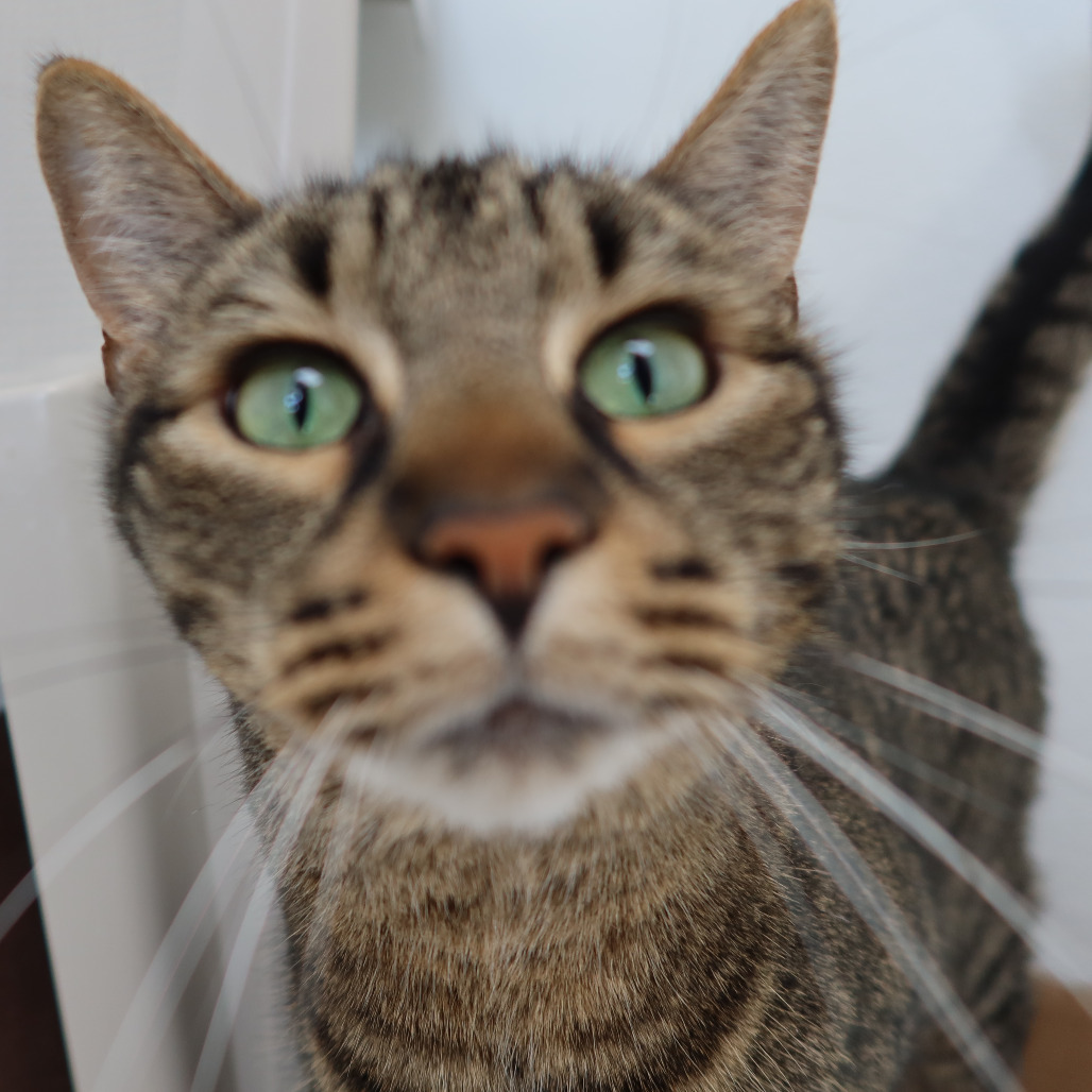 Foosball, an adoptable Domestic Short Hair in St. Helena, CA, 94574 | Photo Image 4
