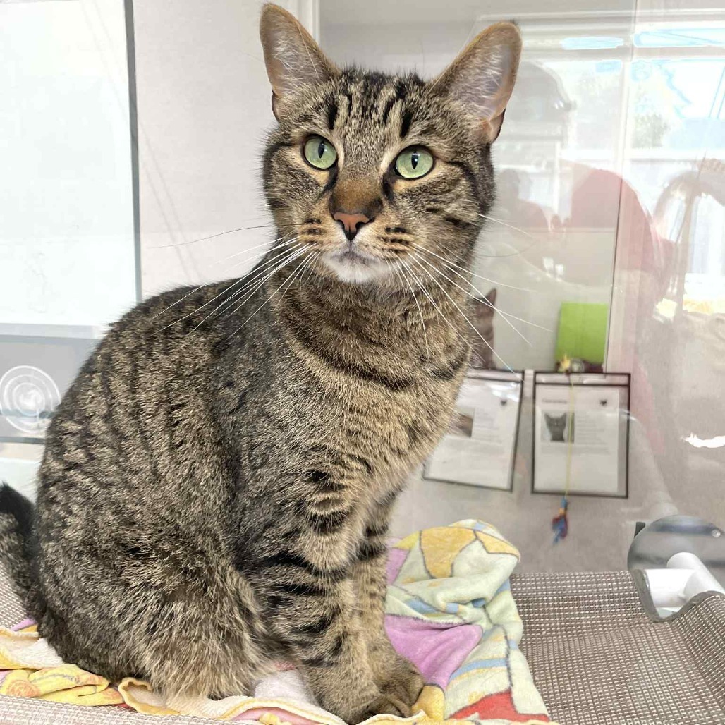 Foosball, an adoptable Domestic Short Hair in St. Helena, CA, 94574 | Photo Image 5
