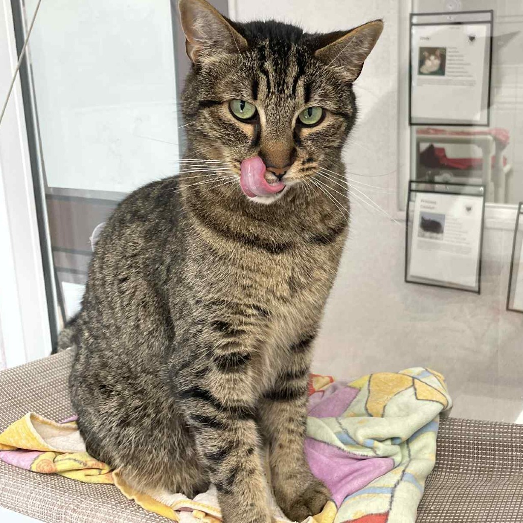 Foosball, an adoptable Domestic Short Hair in St. Helena, CA, 94574 | Photo Image 6