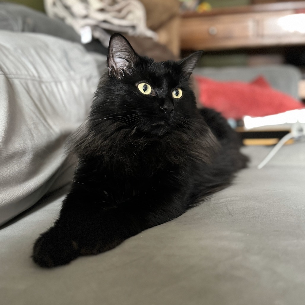 Olly, an adoptable Domestic Long Hair in Lions Bay, BC, V0N 2E0 | Photo Image 1